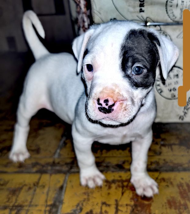 Cudowny szczeniak dog argentyński