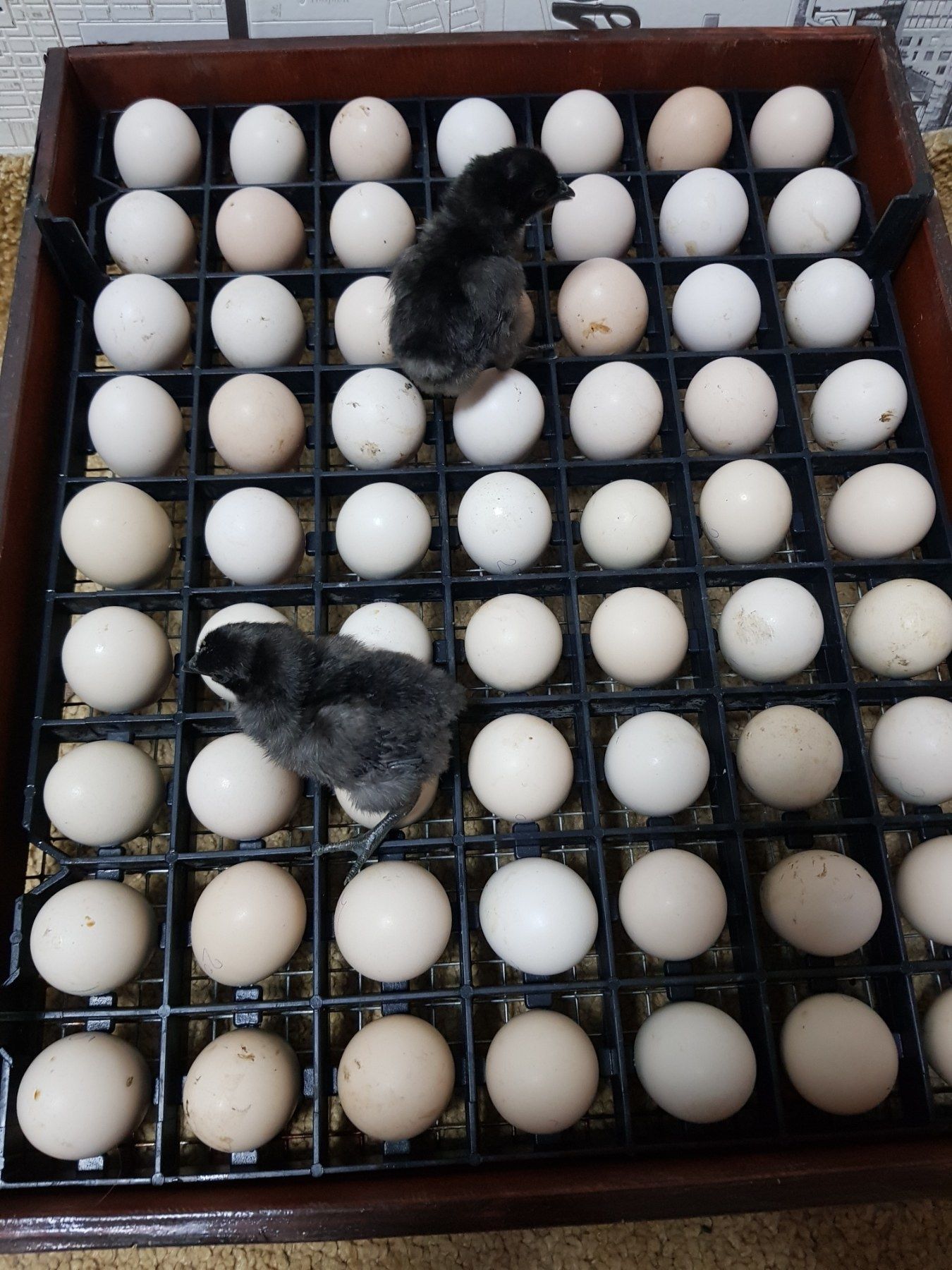 Инкубационные яйцо чернокожих курей аям цемени