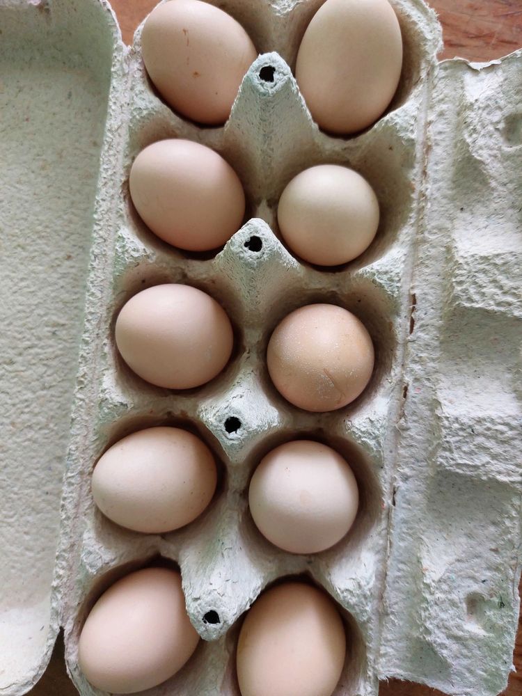 Конінхін Карликовий яйце для інкубації