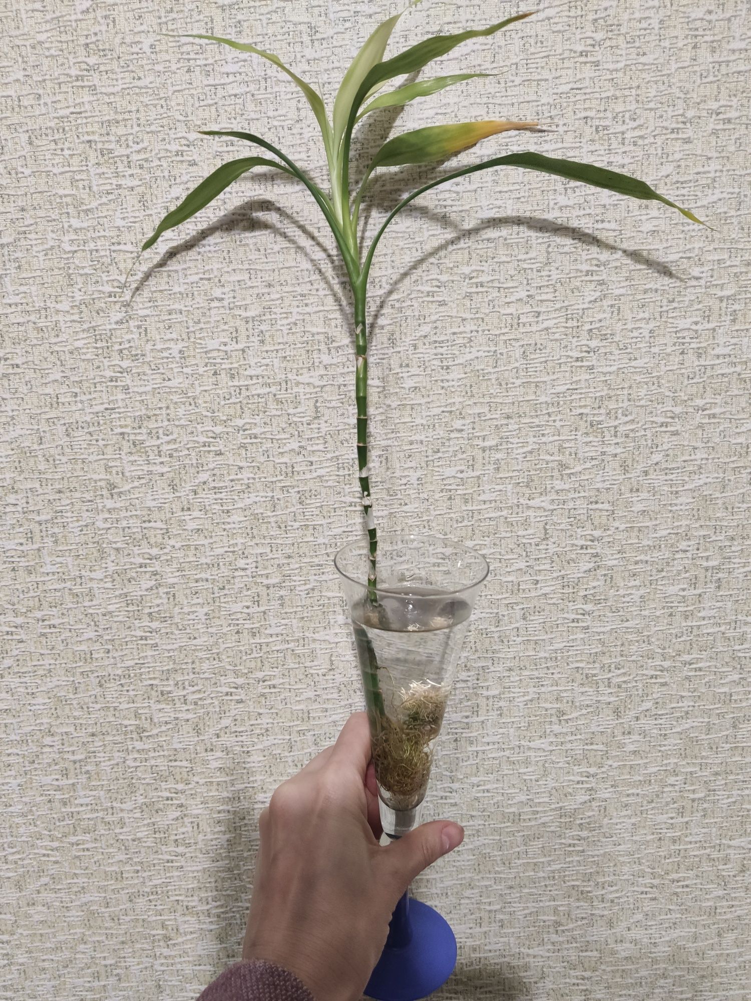 ,Бамбук щастя,рослина