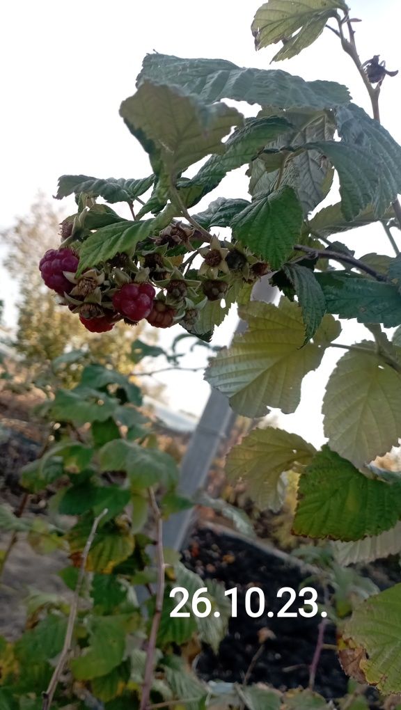 Продам саженцы малины