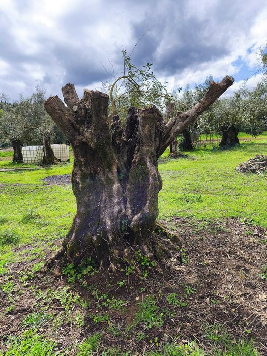 Oliveiras centenária