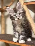 Gatinha Maine Coon com LOP