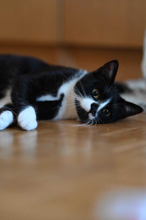 Romek - uroczy dżentelmen do adopcji!