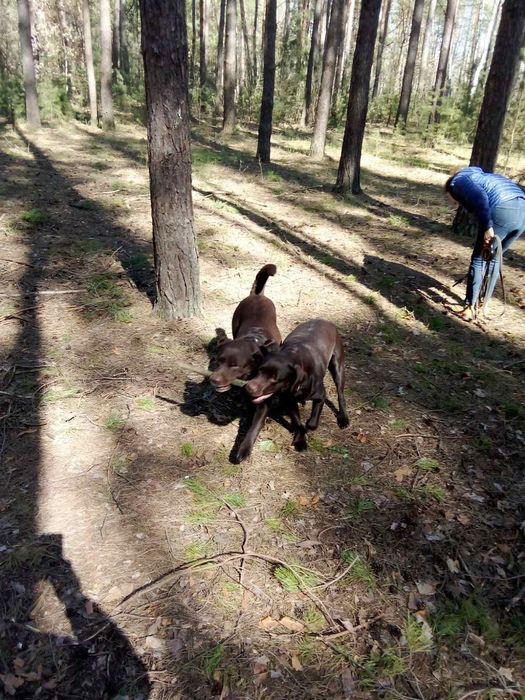 Віддам безкоштовно дві собаки лабрадори