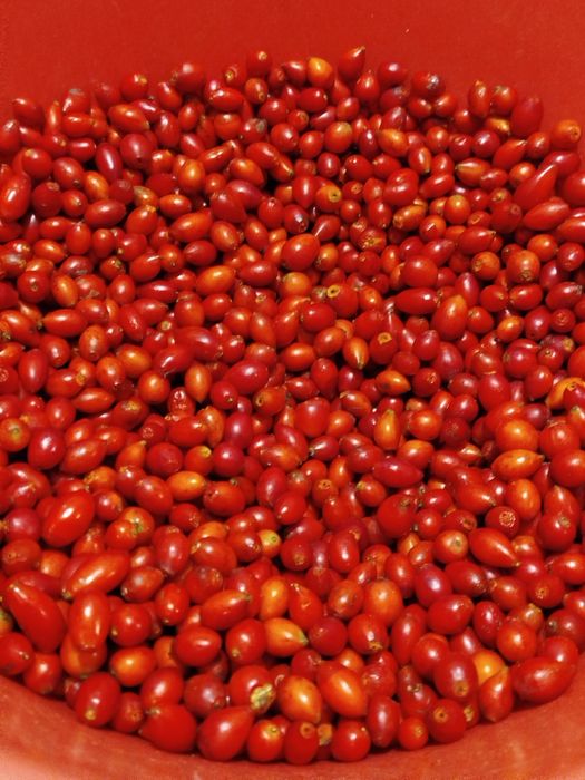 Продам шипшину 200 грн за кілограм