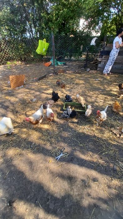 Sprzedam kury różne rasy