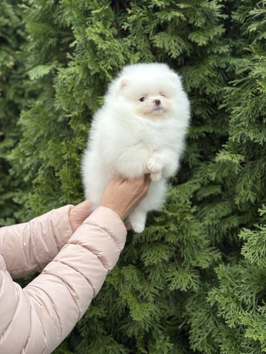Цуценята померанського шпіца