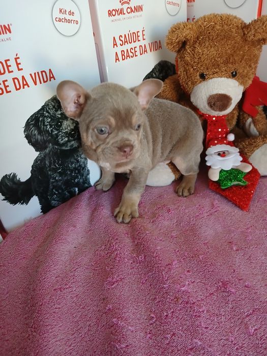 Bulldog Francês Macho Beje Registada PT 3088 FL