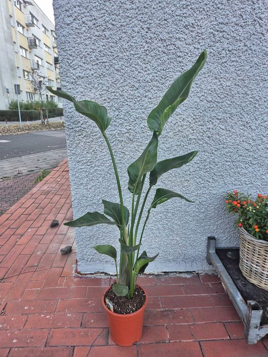 Strelicja Nicolai biała 2 rośliny w jednej doniczce 124cm