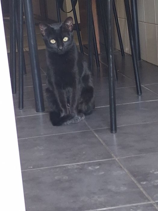 Duas femeas Procuram lar urgente