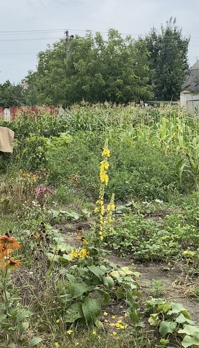 Ділянка 12,5 сот. м. Обухів, ж-м Лукавиця.