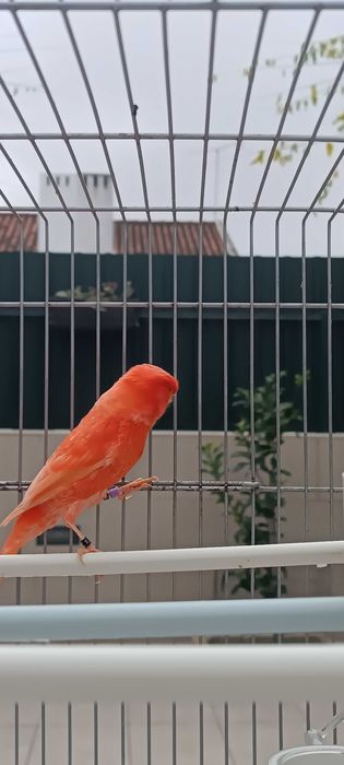 Canário vermelho nevado 2025