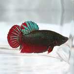 Peixe Betta Plakat