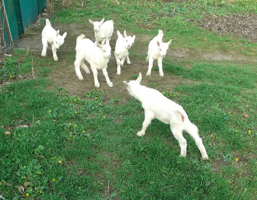 СРОЧНО! Козы, козлята высокоудойные Коза зааннеанская.