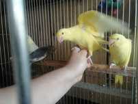 Dois ringnecks amarelos