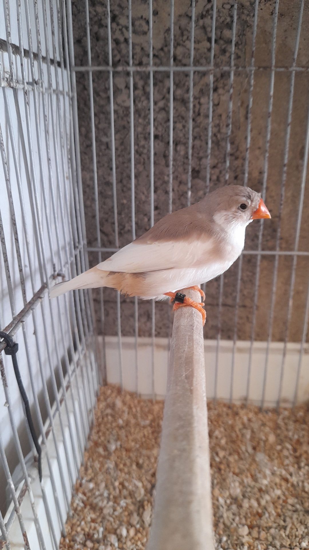 Mandarins (frescos e fofos)
Aves