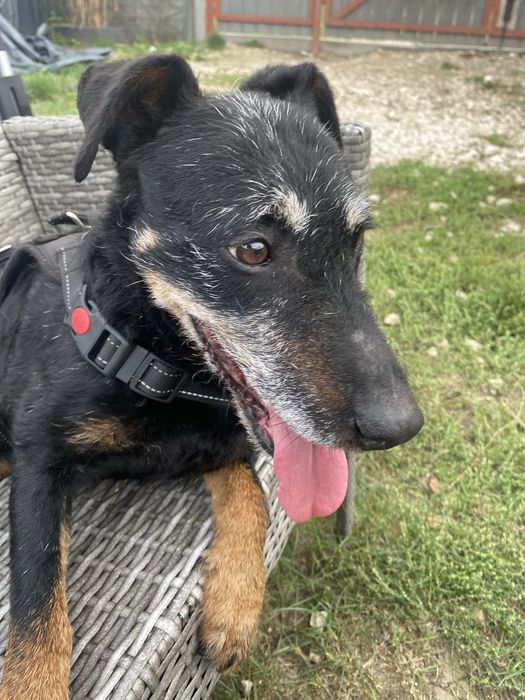 Suczka ok 4 letnia za darmo do adopcji