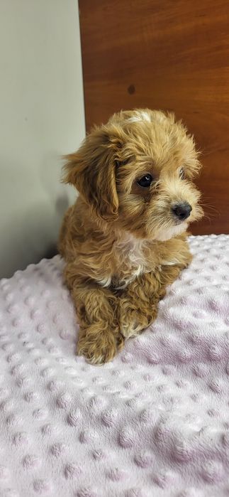 Maltipoo suczka f1