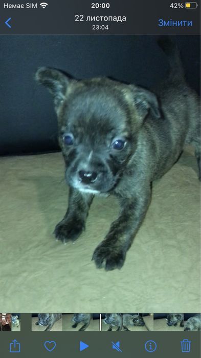 Віддам в добрі руки цуциків французького бульдога