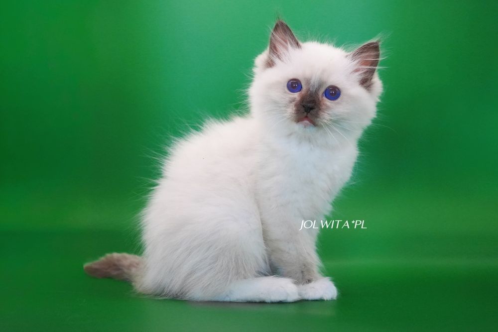 Kotka ragdoll,cudowna koteczka