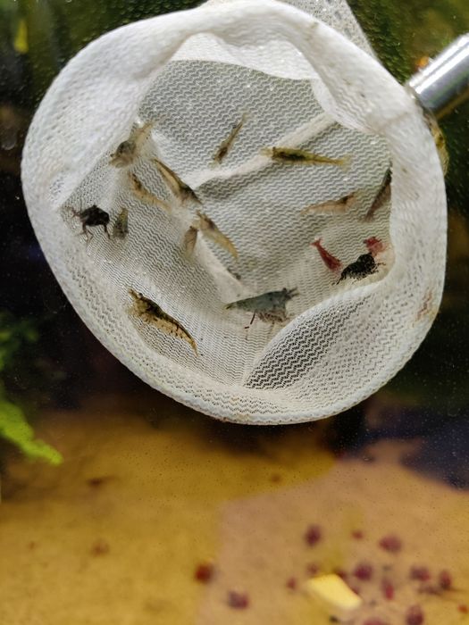 Krewetki Neocaridina poselekcyjne