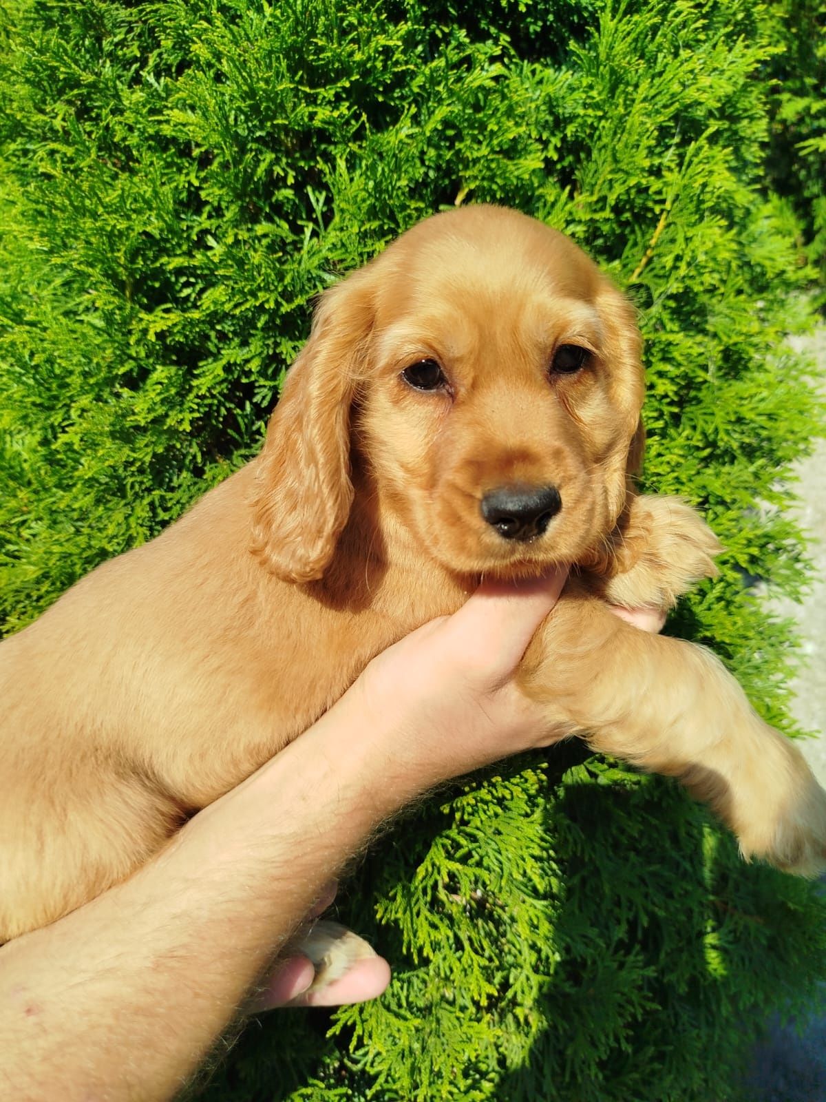 Piękny Cocer Spaniel z rodowodem