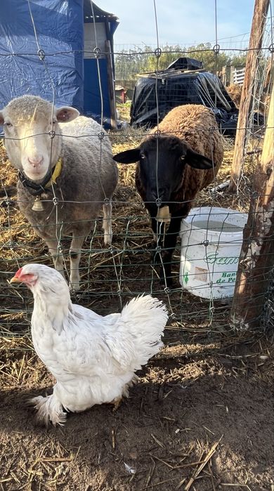 Duas femeas brahma splash