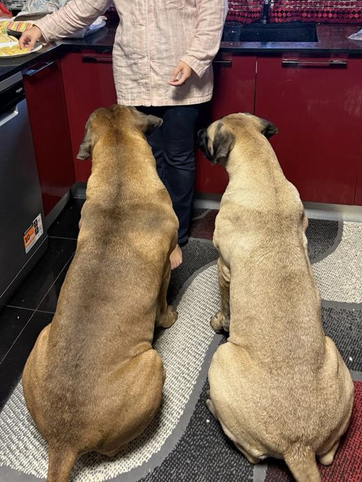 Cadela Boerboel Jovem