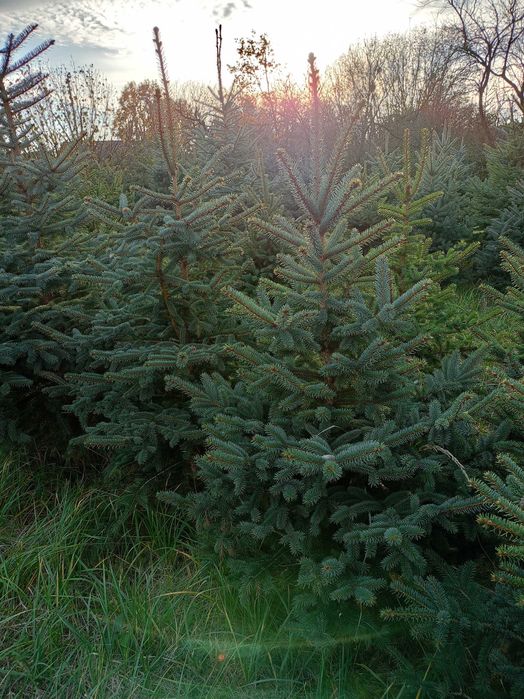 Świerki srebrne, pospolite