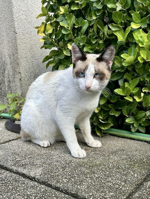 Gato com 7 meses para adoção responsável