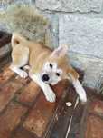 Akita inu japones de fev2025