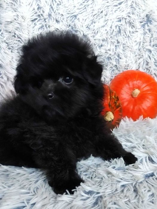 Містер Super пухнастик. Пом-а-пу преміального екстер'єру, добросердий