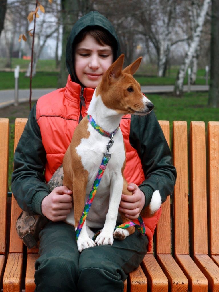 Басенджи basenji, Керрі бездоганна мала! КСУ