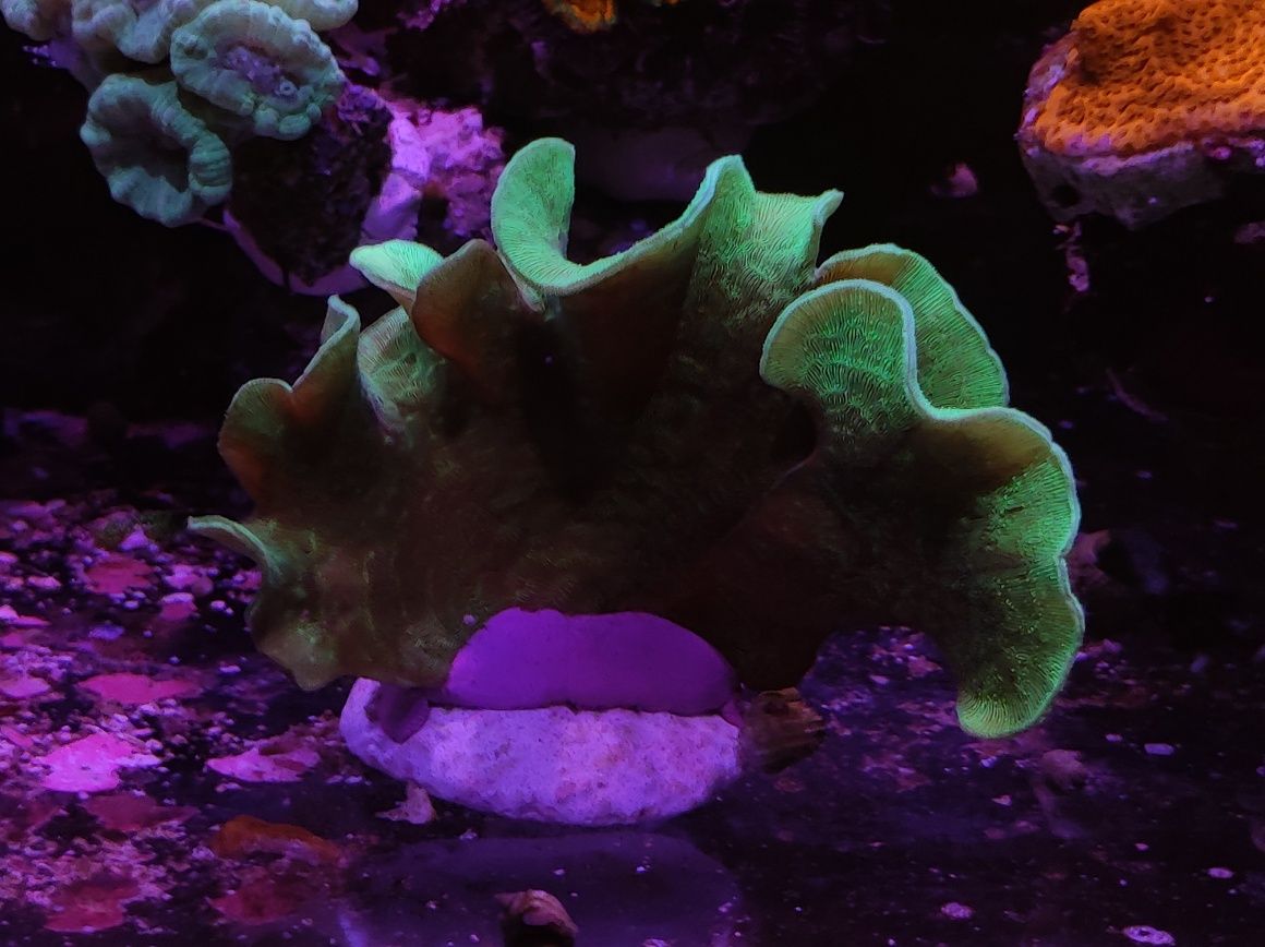 Pavona Cactus zielona