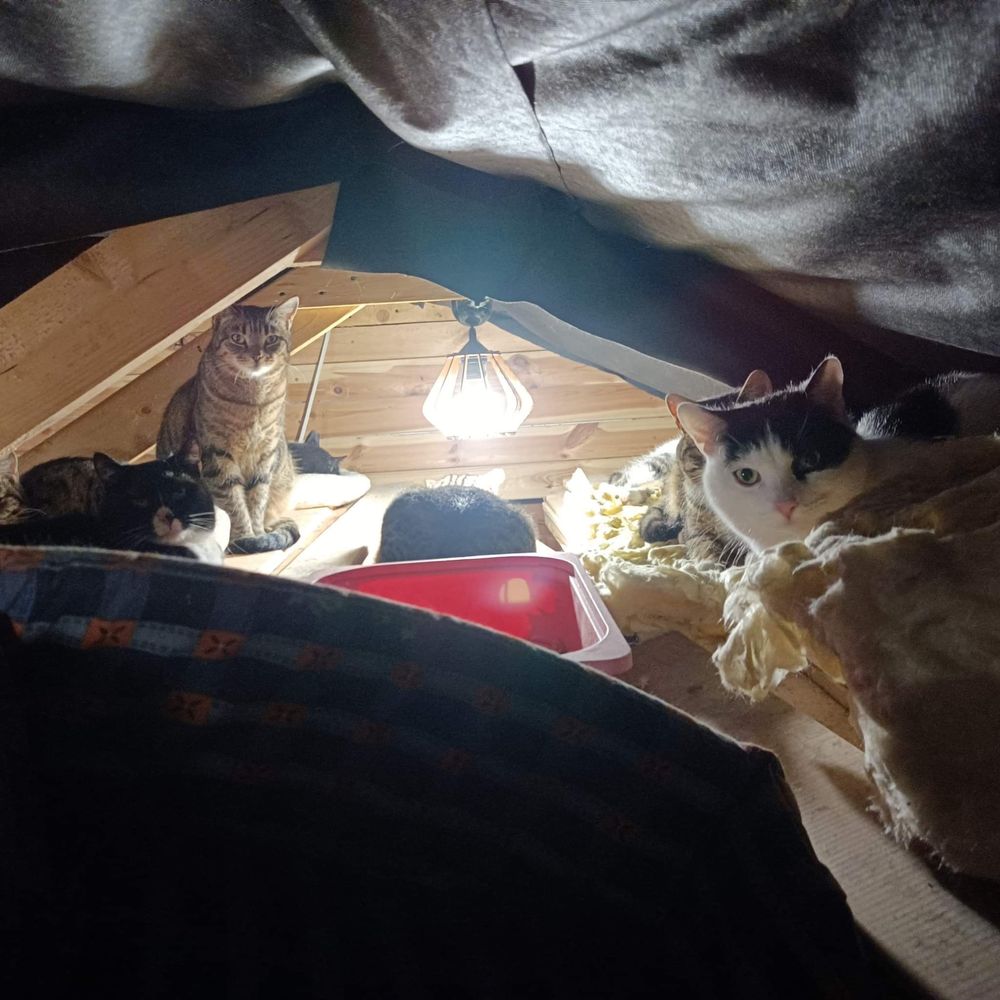 Masa kotów do adopcji! U nas znajdziesz przyjaciela