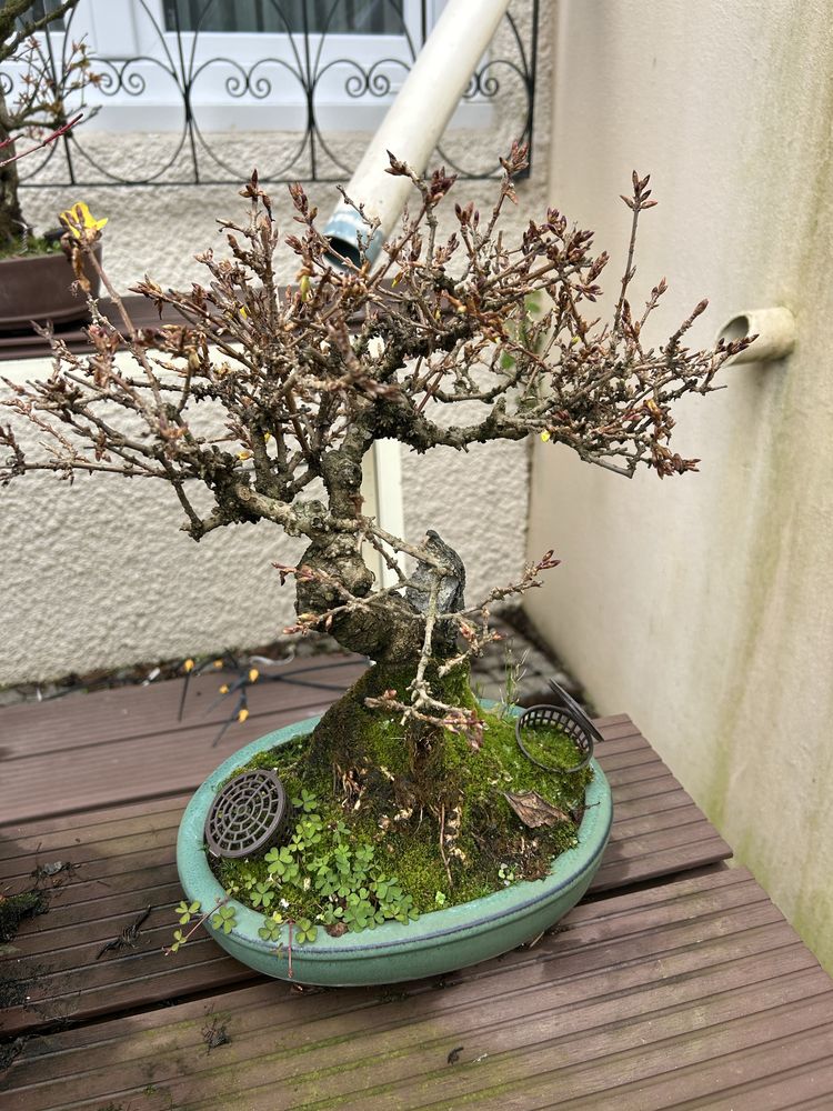 Bonsai forsythia