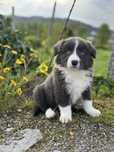 Border Collie azul/cinza