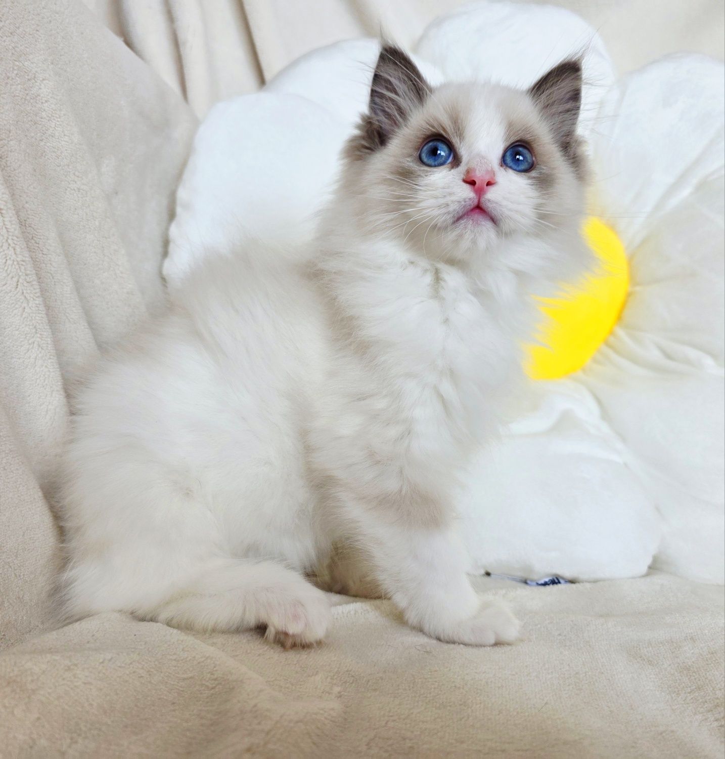 Kocurek Ragdoll blue bicolour Rodowód WCF uznawany na całym świecie