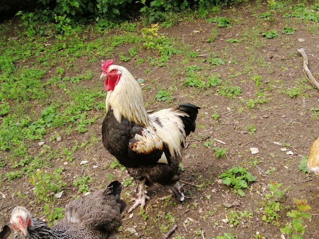 Kogut Brahma olbrzymia