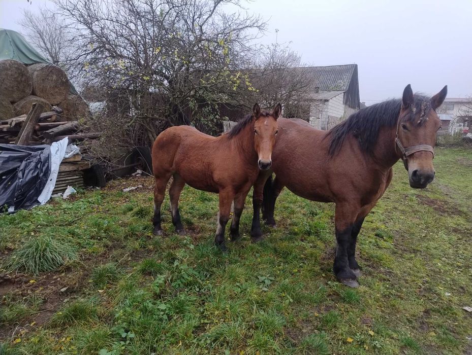 Klacz ze źrebica zimnokrwiste