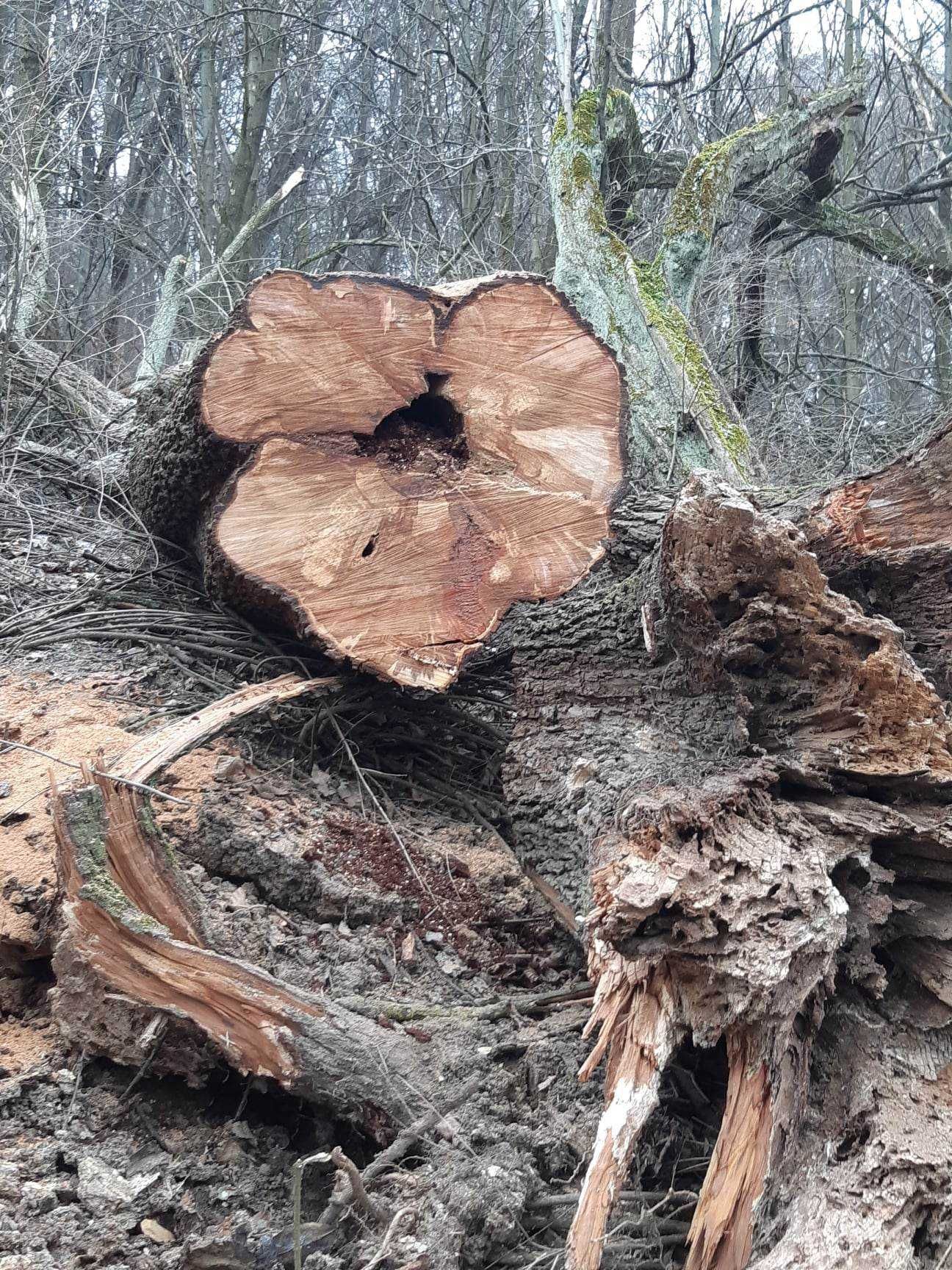 Drewno z dębu i starej dzikiej gruszy-wielki pień