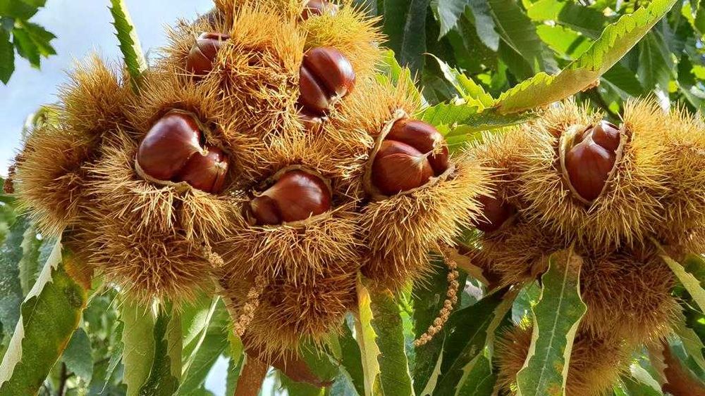 Castanhas de qualidade