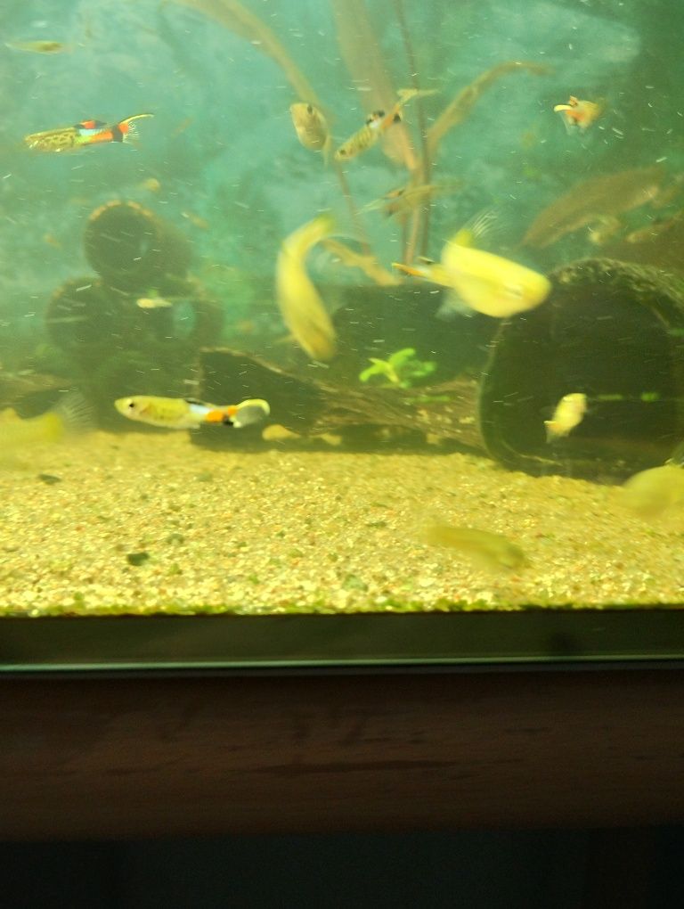 Gupiki Endlera Blue Snake