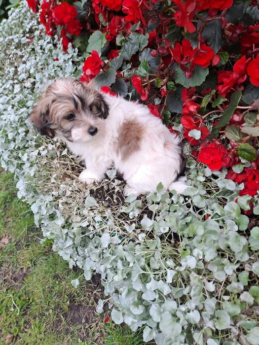 Szczeniaczek suczka z możliwością wyjazdu za granicę