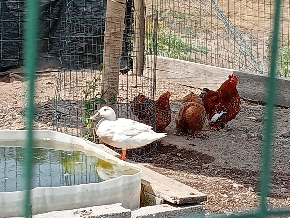 Casal patos orpington