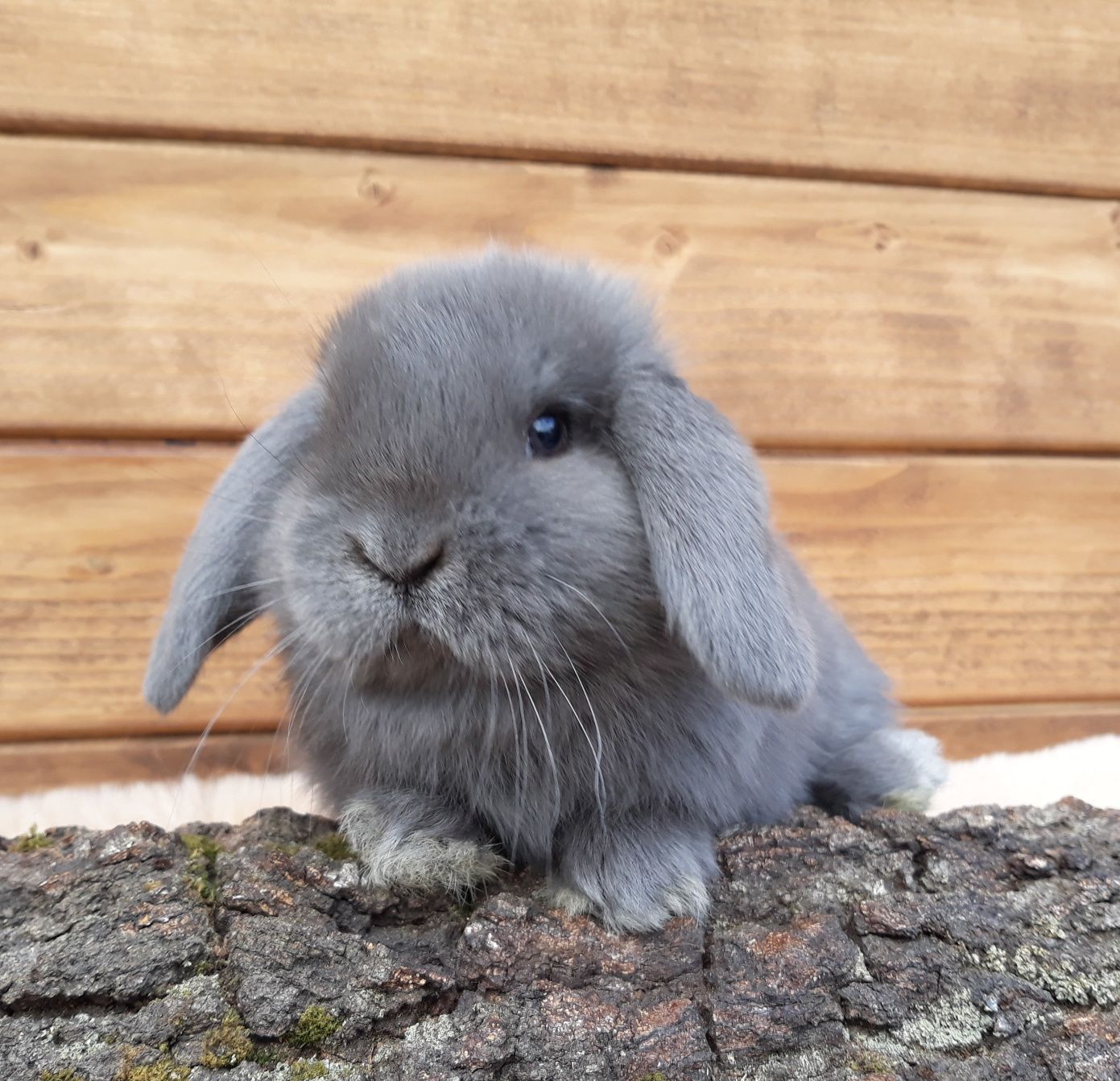 Królik karzełek baran niebieski mini lop