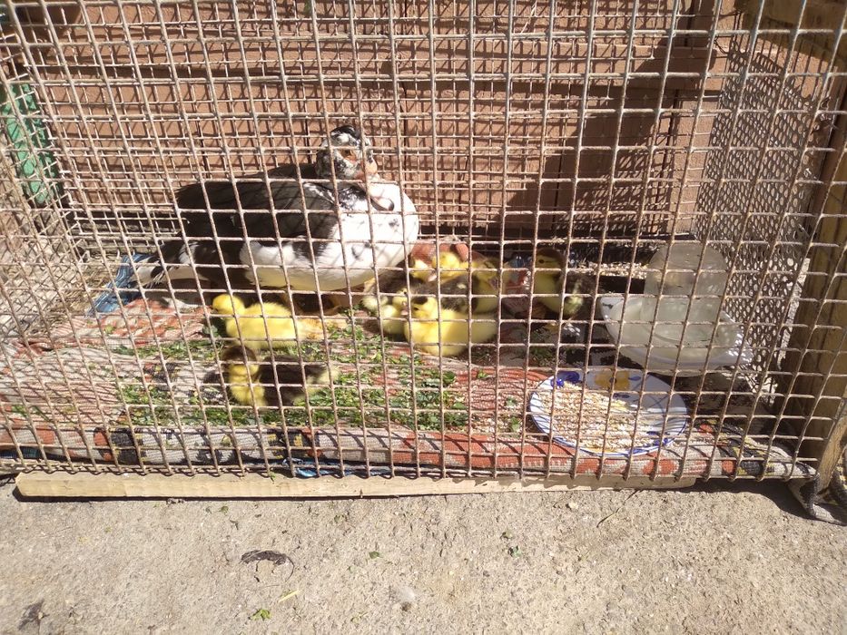 Продам мускусні качки та каченята
