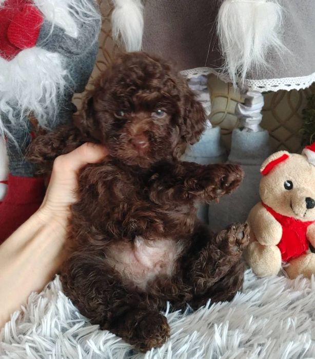 Хлопчик коричневого той пуделя