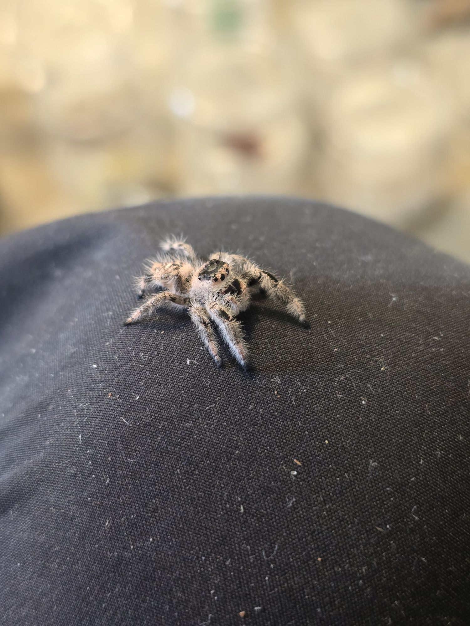 Phidippus regius / Skakun Królewski APALACHICOLA